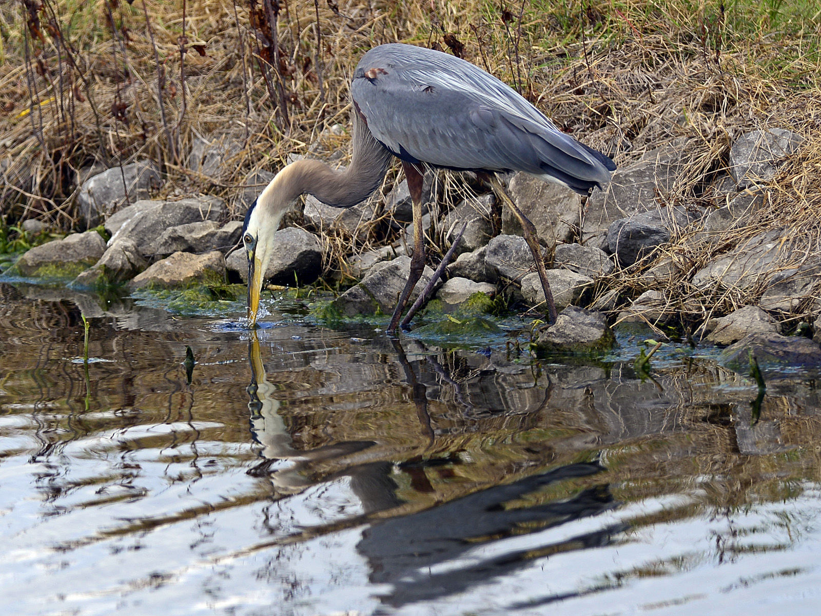 053115-nws-heron.jpg